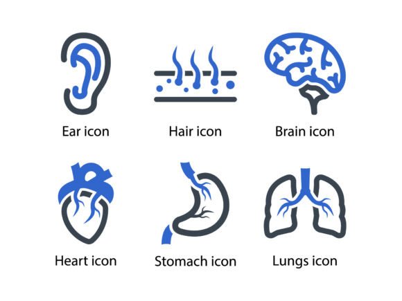 Human Body Organ Icon Set 2: A Comprehensive Resource for Designers and Developers